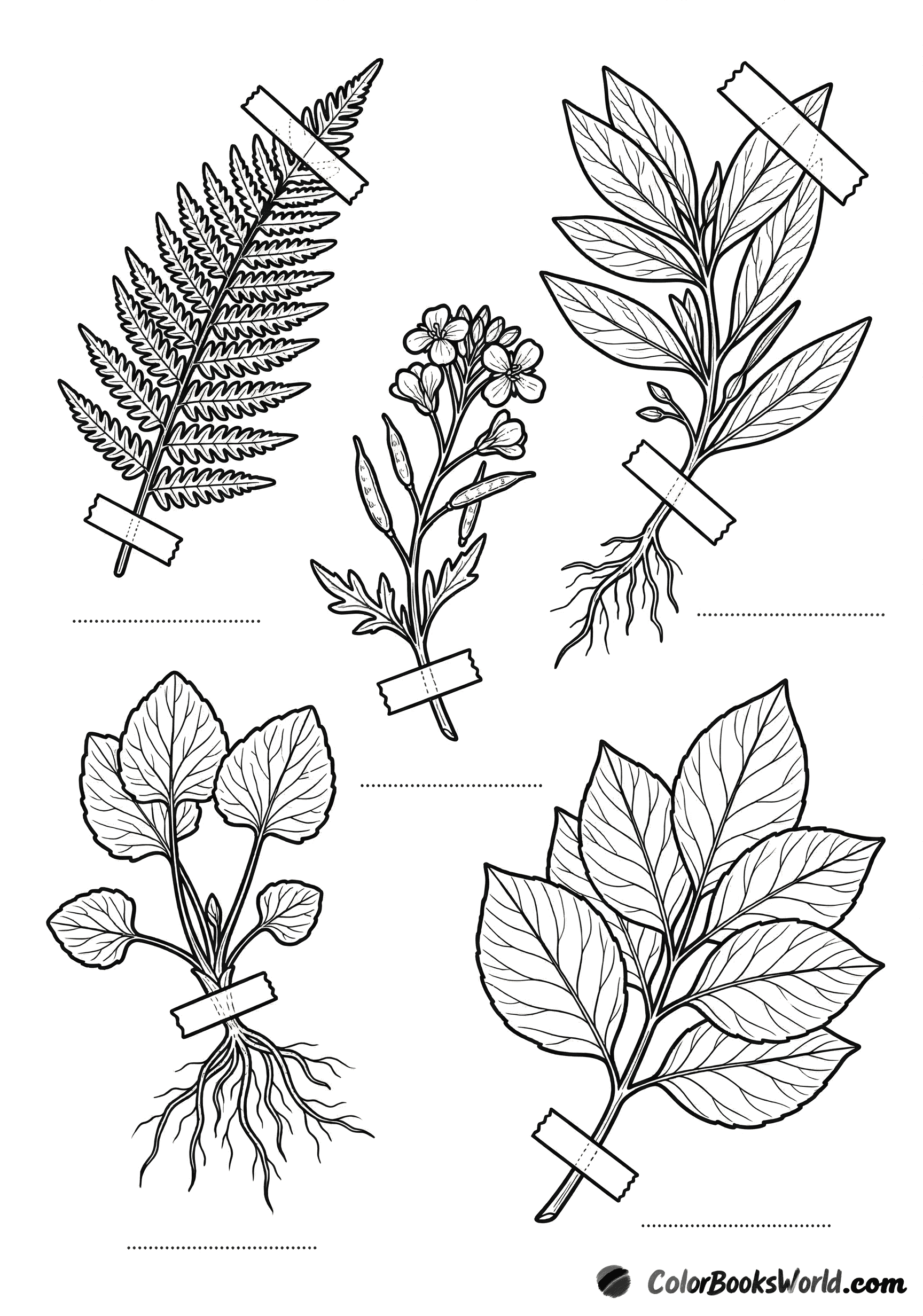Herbarium-style layout of pressed ferns, leaves, and roots secured with mounting tape.