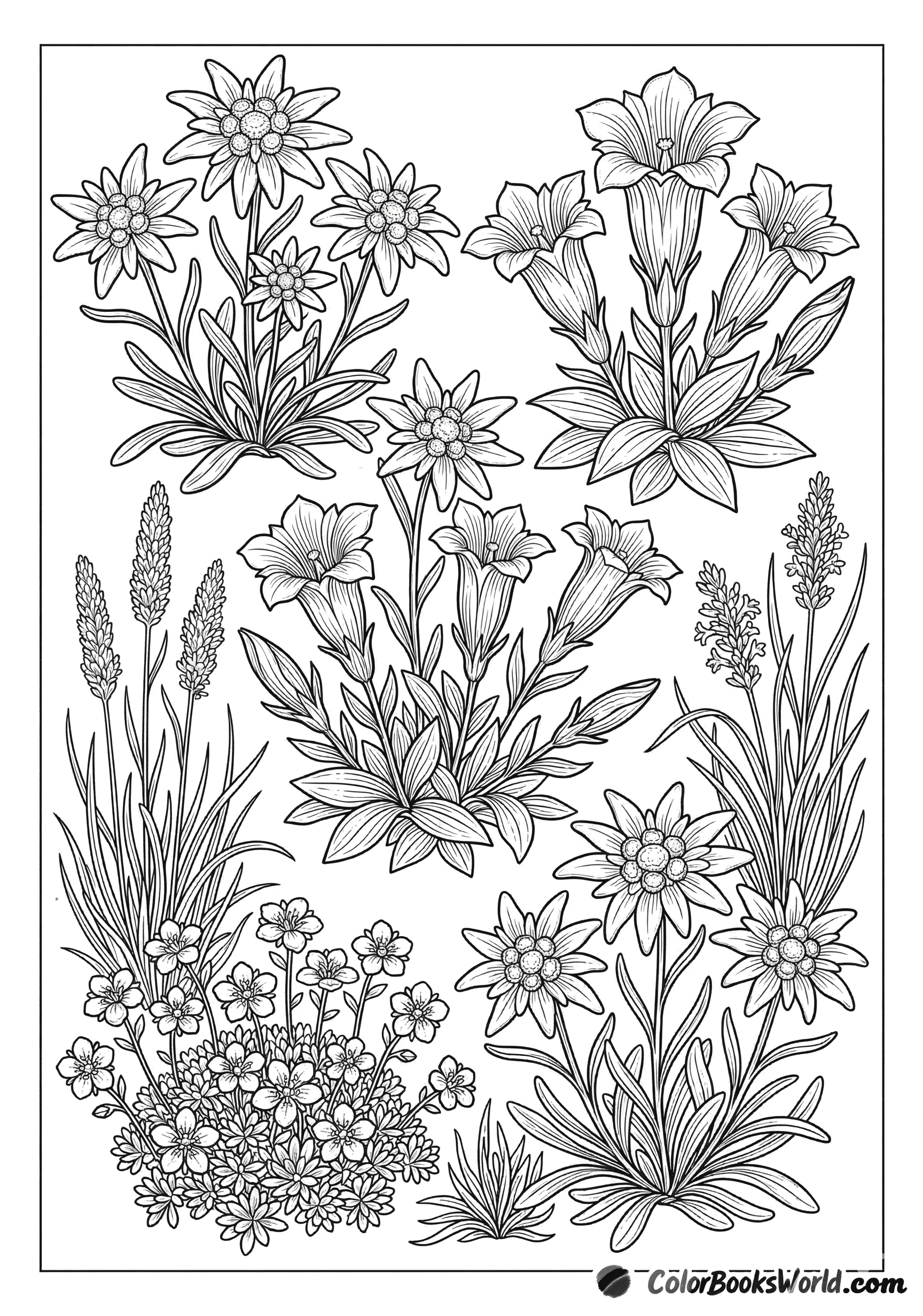 Botanical line drawing of edelweiss, gentian and saxifrage flowers with alpine grasses.
