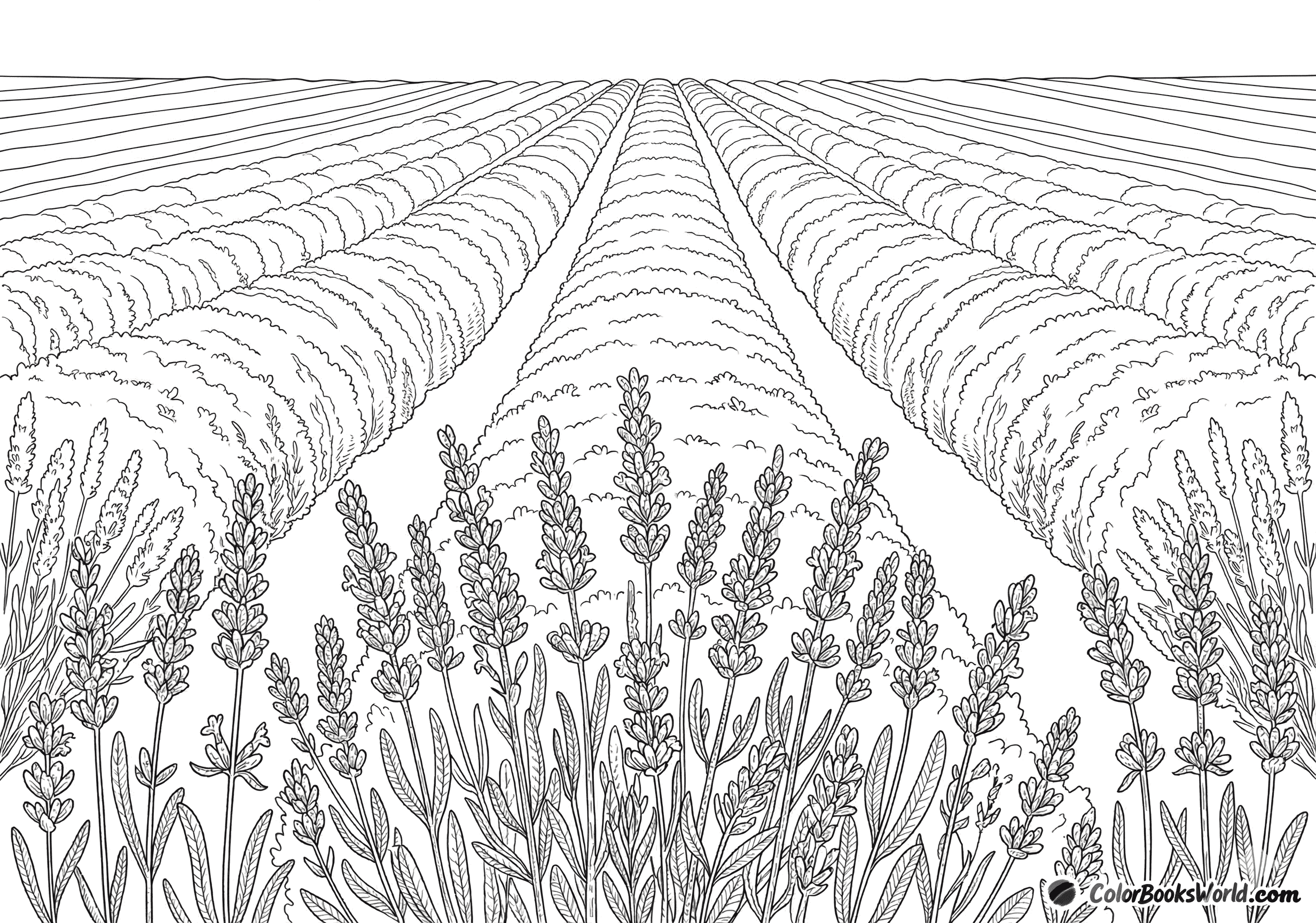 Perspective view of lavender rows repeating into the distance toward the horizon.