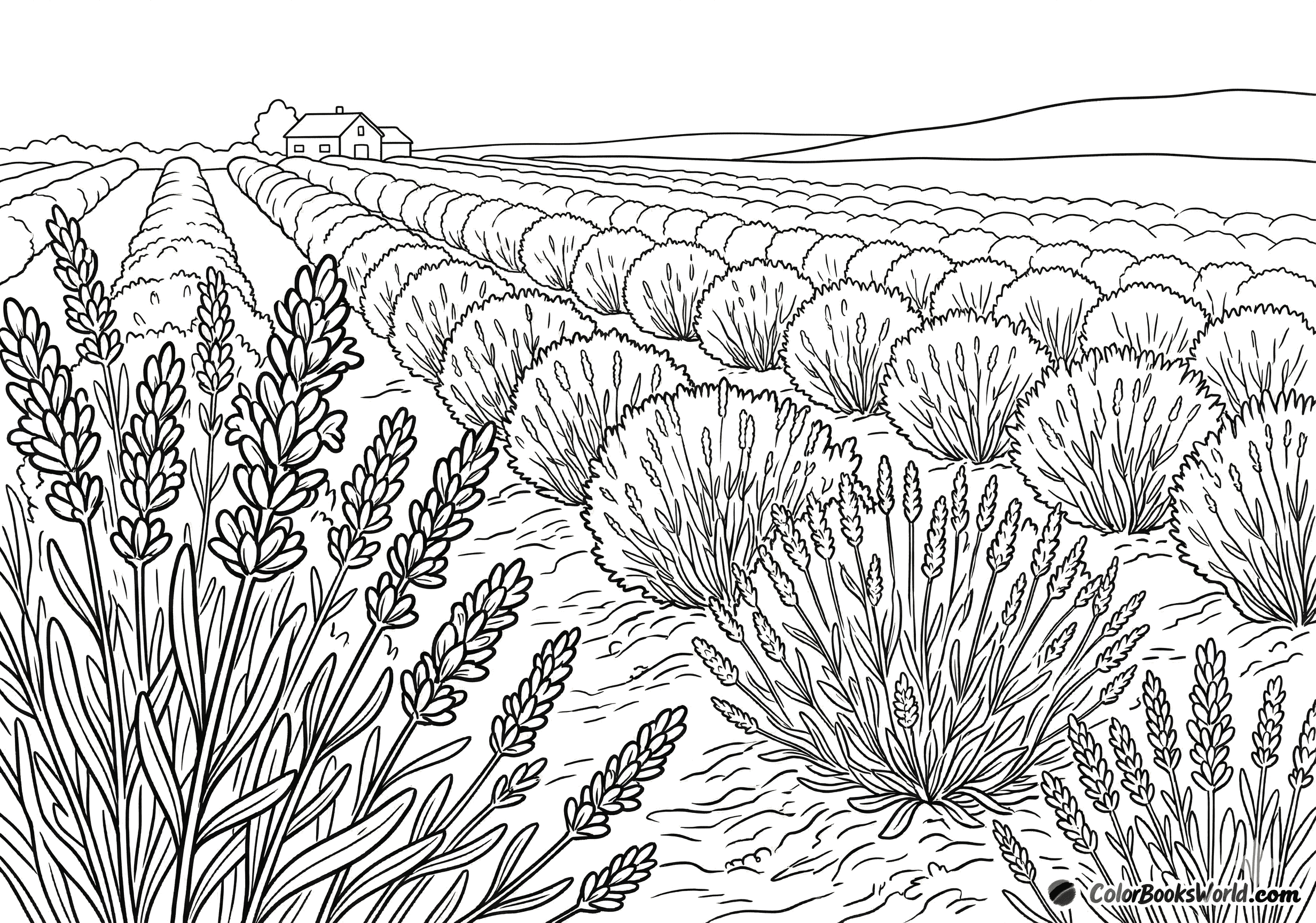 Line art of lavender rows stretching into the distance toward a farmhouse on the horizon.