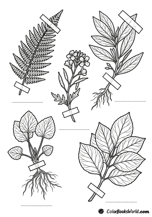 Herbarium-style layout of pressed ferns, leaves, and roots secured with mounting tape.