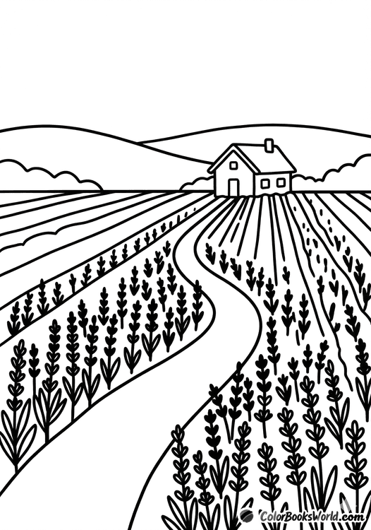 Neat rows of lavender lead to a small cottage, with gentle hills in the background.