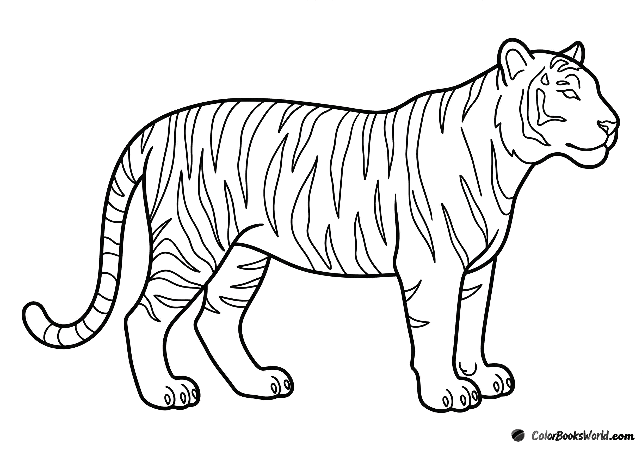 Full-body tiger standing in side profile with bold stripes, long curved tail, and large paws.